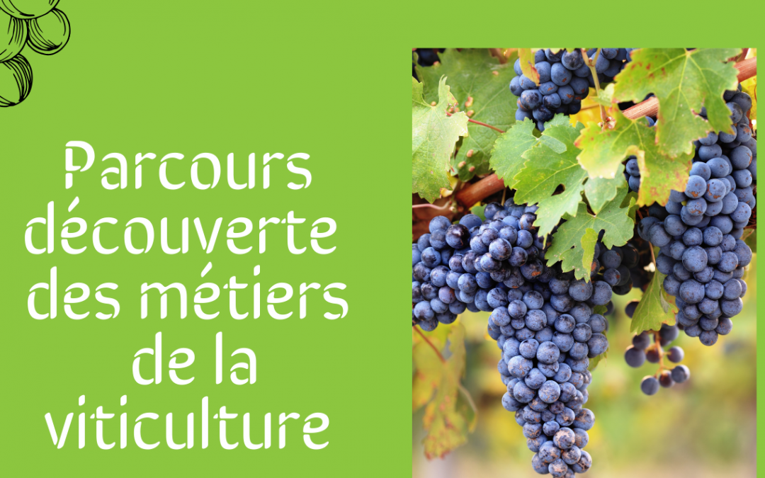 Voyage au cœur de la vigne